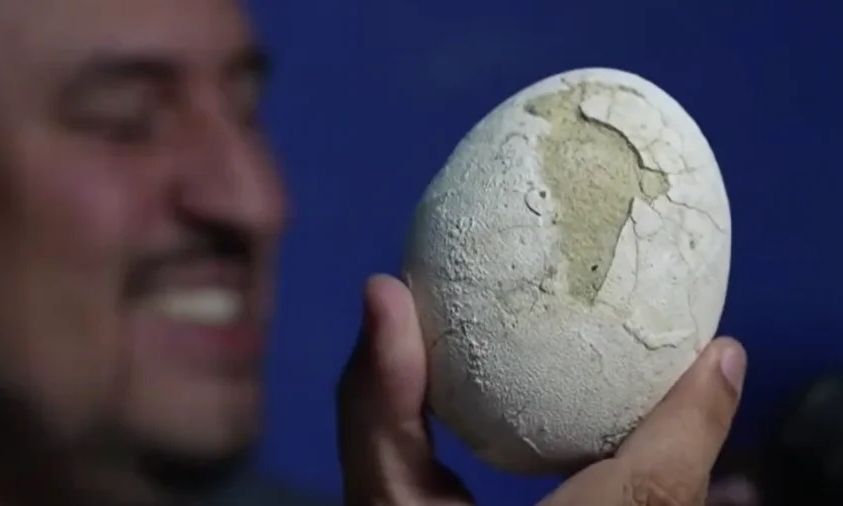 Παταγονία: Βρήκαν άθικτο αυγό δεινοσαύρου 70.000.000 ετών