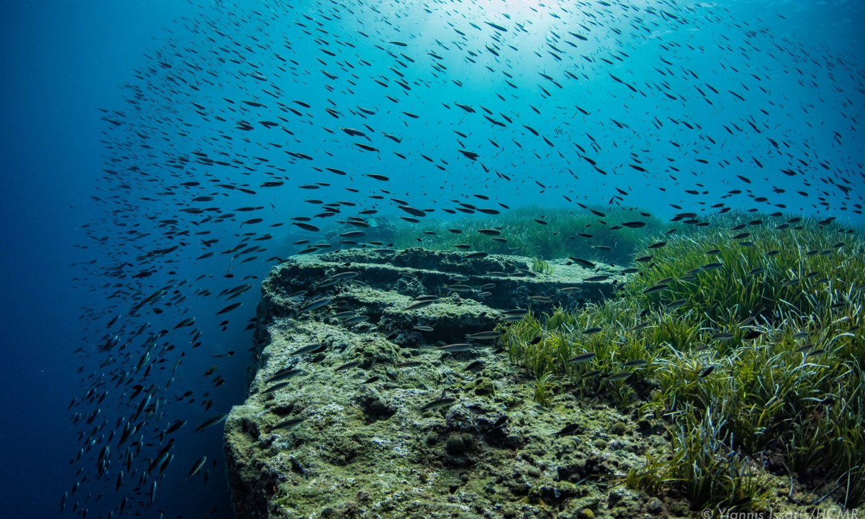 Επίσημη πρώτη για τη μεγάλη πρωτοβουλία της Συμμαχίας για τα Θαλάσσια Λιβάδια