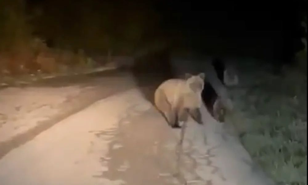 Ιωάννινα: Οδηγός συνάντησε αρκούδα και τα δύο μικρά της στον δρόμο – Δείτε βίντεο
