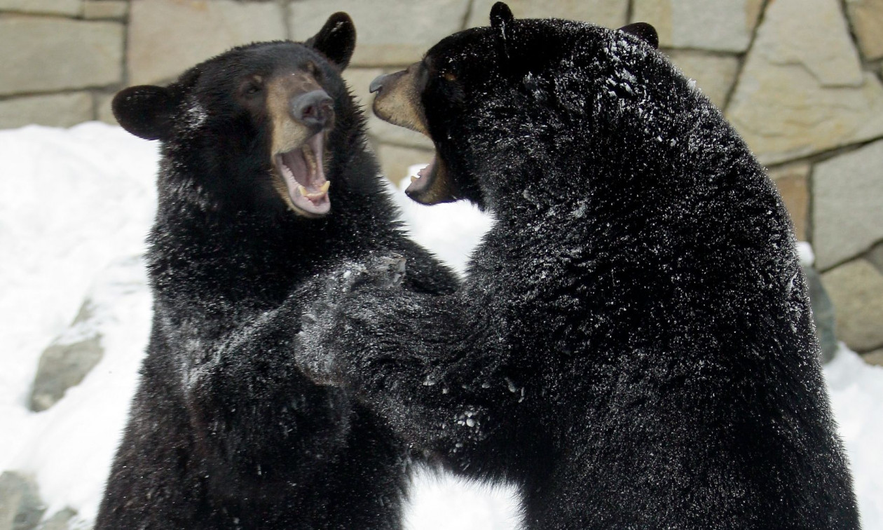 Αρκούδες «νίντζα» τρομοκρατούν την Ιαπωνία – Φρενίτιδα θανατηφόρων επιθέσεων