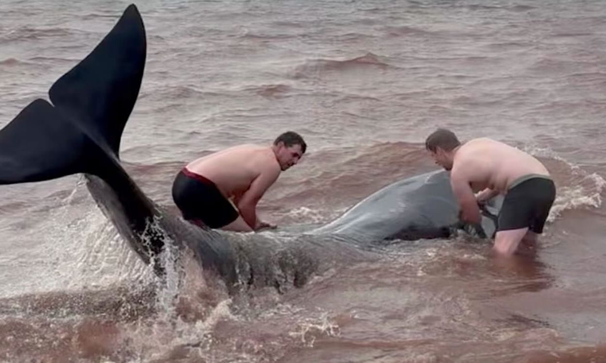Ηρωική διάσωση: Βούτηξαν με τα εσώρουχα στη θάλασσα για να σώσουν 3 φάλαινες – Βίντεο