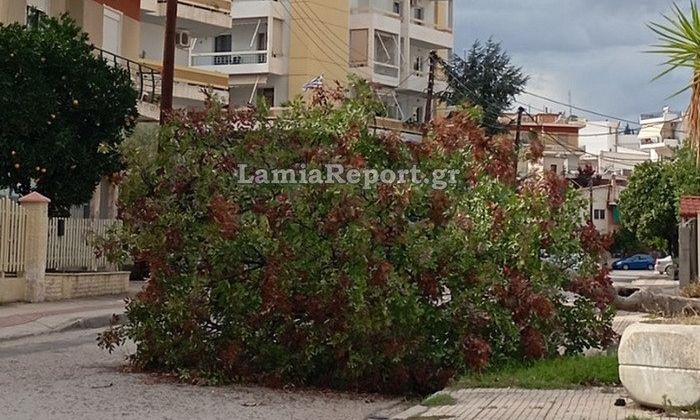 Λαμία: Οι ισχυροί άνεμοι έριξαν δέντρο σε παιδική χαρά