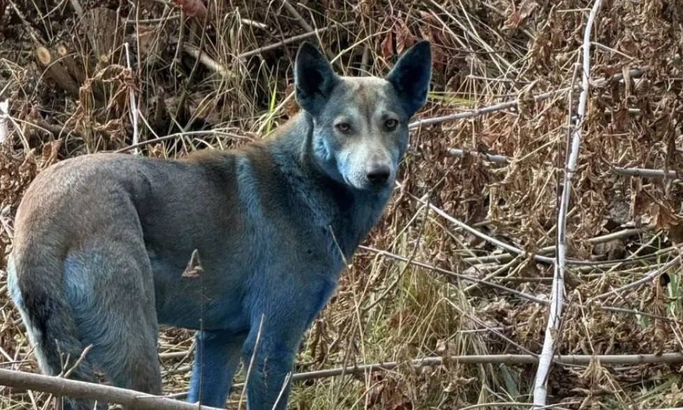 Συναγερμός στο Τσέρνομπιλ – Παράξενα μπλε σκυλιά στη ραδιενεργή Ζώνη Αποκλεισμού