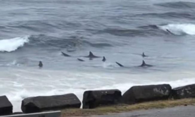 Αυστραλία: Καρχαρίες βγήκαν στα ρηχά σε δημοφιλή παραλία σέρφινγκ – Βίντεο