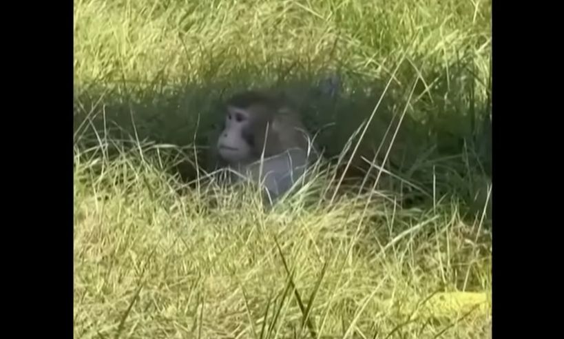 ΗΠΑ: Πίθηκοι δραπέτευσαν από φορτηγό που τους μετέφερε – Όλοι, εκτός από έναν, θανατώθηκαν