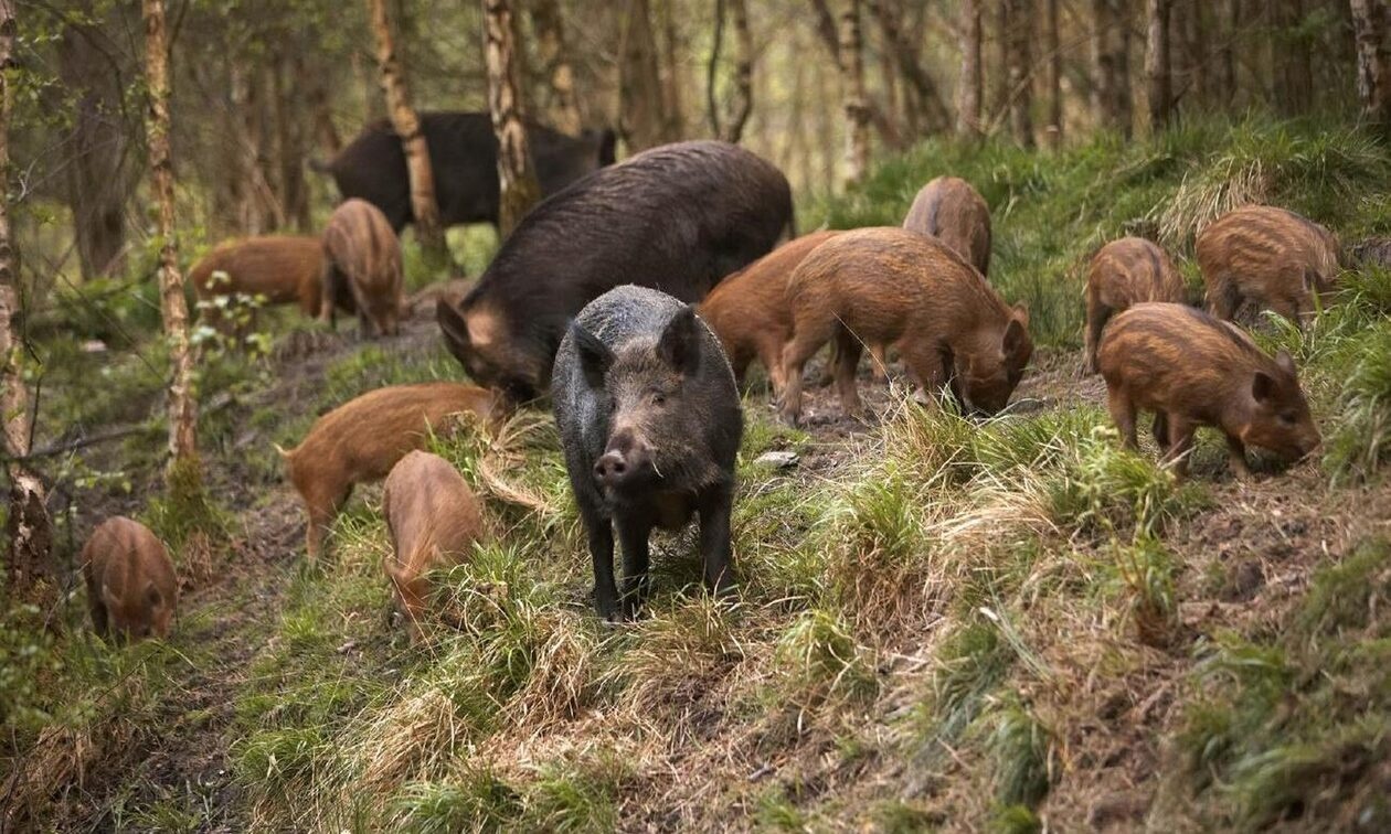 Εύβοια: Αγριογούρουνο επιτέθηκε και τραυμάτισε βοσκό στην Κάρυστο