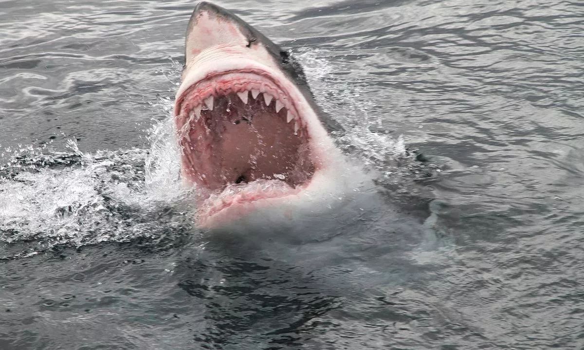 Φλόριντα Κις: Επίθεση λευκού καρχαρία στέλνει στο νοσοκομείο 46χρονο – 12 τα περιστατικά φέτος