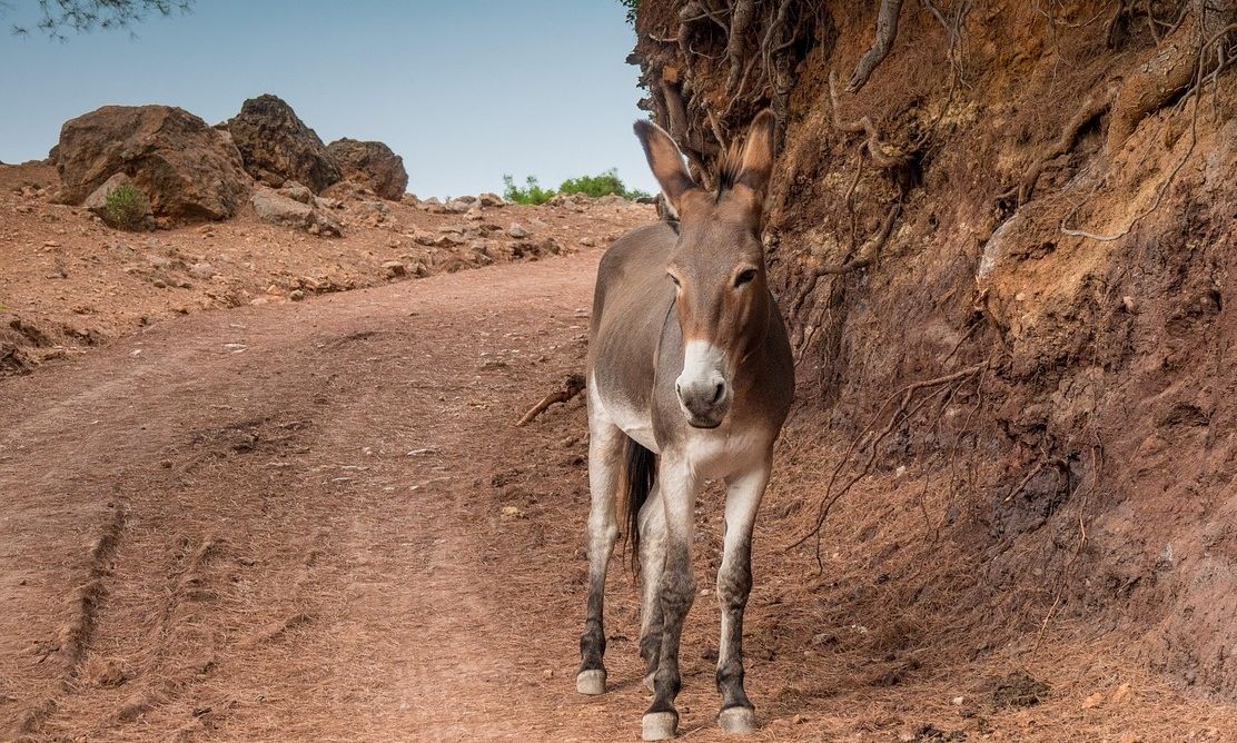 Ρόδος: Ένας χρόνος φυλάκισης σε οδηγό για δυστύχημα με γαϊδούρι που στοίχισε τη ζωή 24χρονης