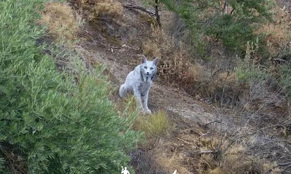 Ο «μυθικός» λευκός ιβηρικός λύγκας για πρώτη φορά στην κάμερα