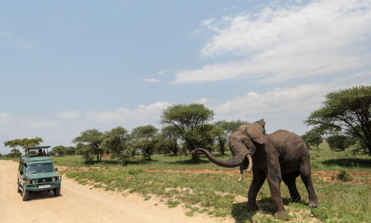 Το ένα τρίτο της άγριας ζωής της Αφρικής έχει εξαφανιστεί – Υπό κατάρρευση θεμελιώδη οικοσυστήματα