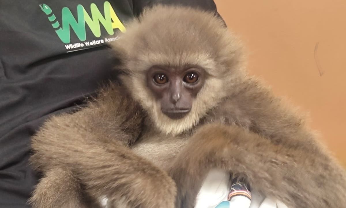 Ινδία: Λαθρέμπορος έκρυψε στη βαλίτσα απειλούμενα είδη πιθήκων – Συγκινητικά πλάνα