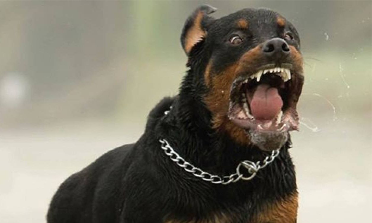 Καλαμάτα: Ροτβάιλερ επιτέθηκε σε περαστικό – Αστυνομικός εκτός υπηρεσίας πυροβόλησε το σκυλί