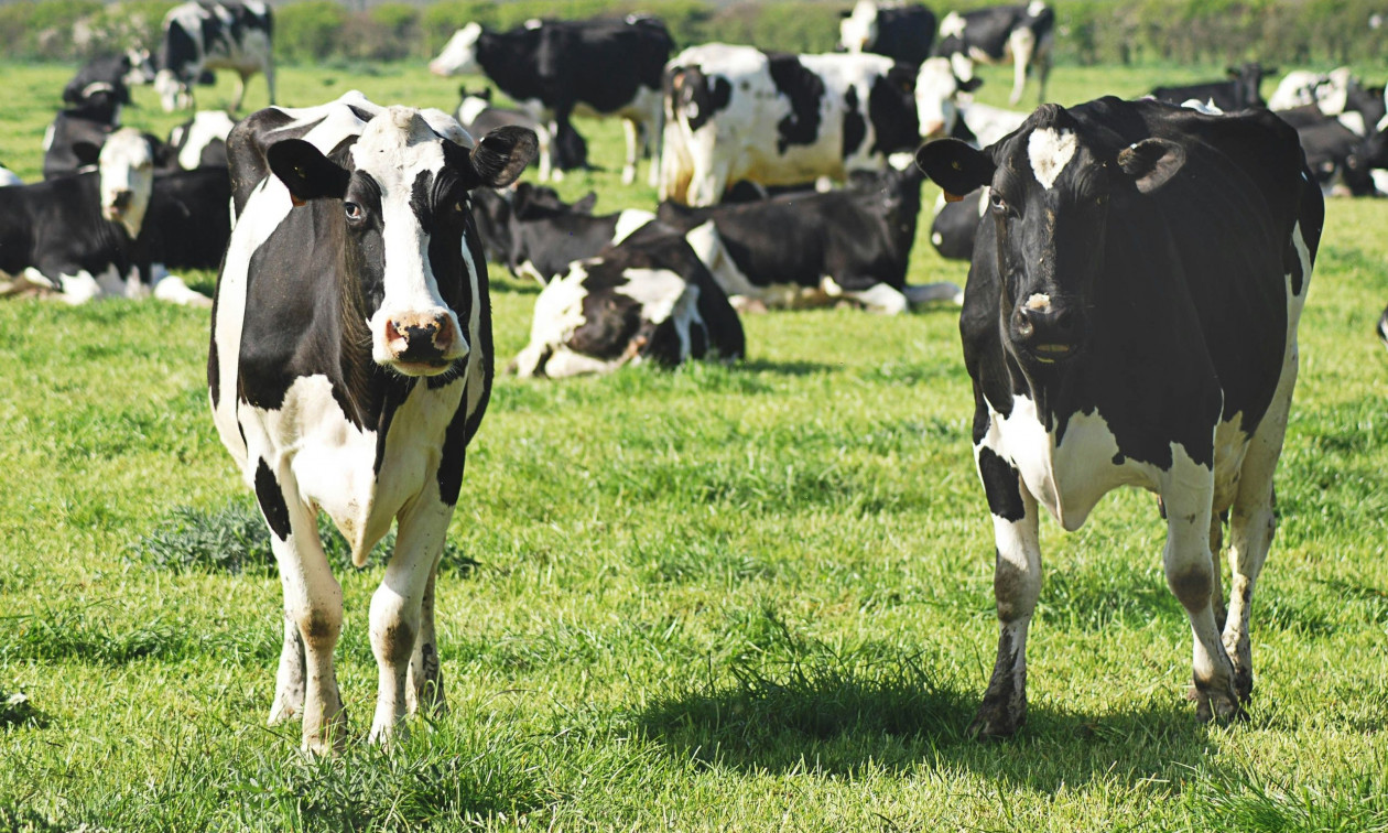 Γαλλία: Συνελήφθησαν τέσσερις έφηβοι που σκότωσαν μια αγελάδα και το μοσχαράκι της
