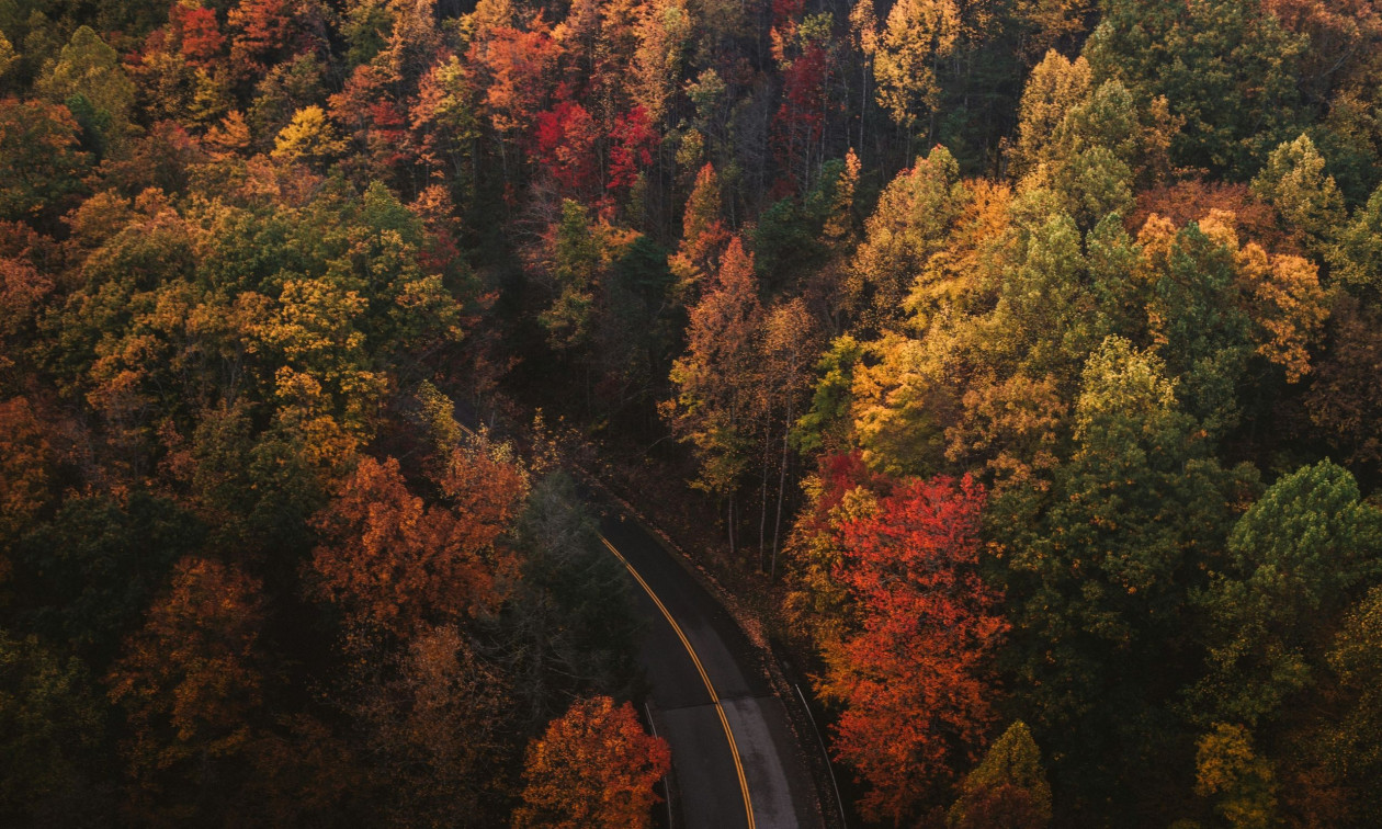 Το αιώνιο μυστήριο του Φθινοπώρου – Γιατί τα φύλλα των δέντρων αλλάζουν χρώμα