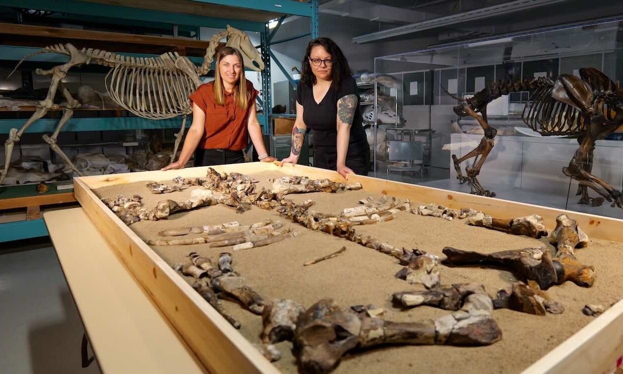 Ανακαλύφθηκε ο ρινόκερος του Βορρά – Ζούσε πριν από 23 εκατ. χρόνια στον Αρκτικό Κύκλο