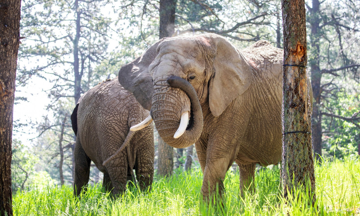 Πρωτοφανής μανία ελεφάντων: Έσπασαν τα πόδια υλοτόμου και επέστρεψαν τη νύχτα να τον σκοτώσουν