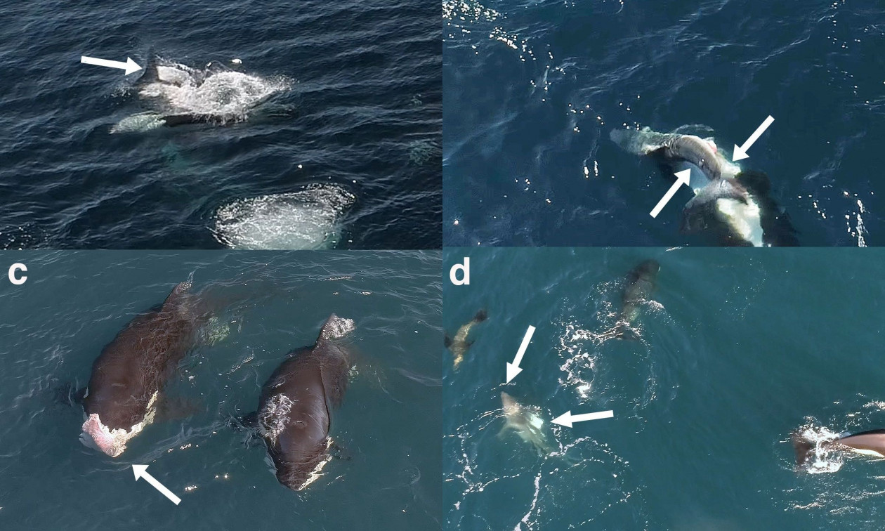 Όρκες «δολοφόνοι» επιβεβαίωνουν τη φήμη τους – Σκοτώνουν λευκό καρχαρία γυρίζοντάς τον ανάποδα