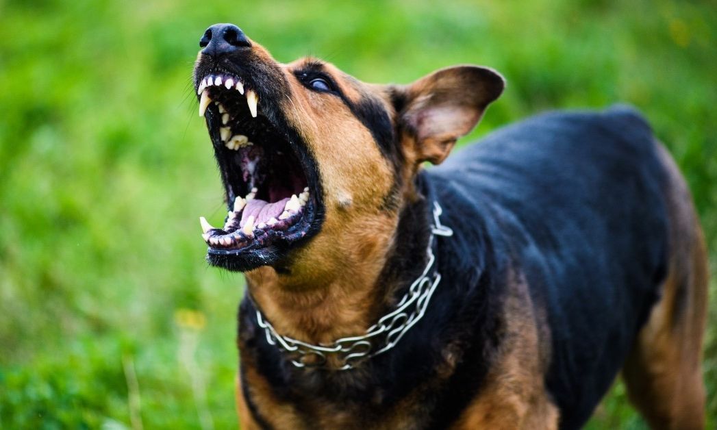 Ουαλία: Σκύλος κατασπάραξε μωρό εννέα μηνών