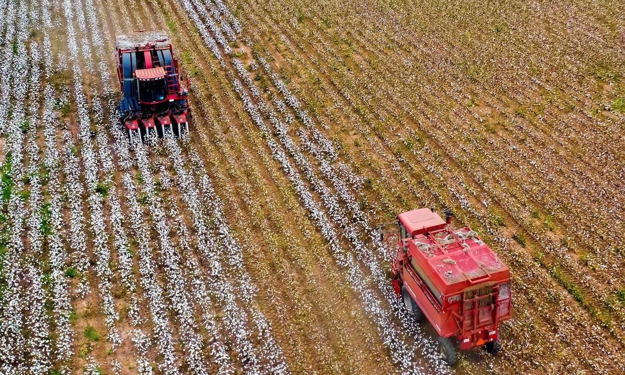 ΟΠΕΚΕΠΕ: Δεν επηρεάζεται η πληρωμή της συνδεδεμένης ενίσχυσης για το βαμβάκι