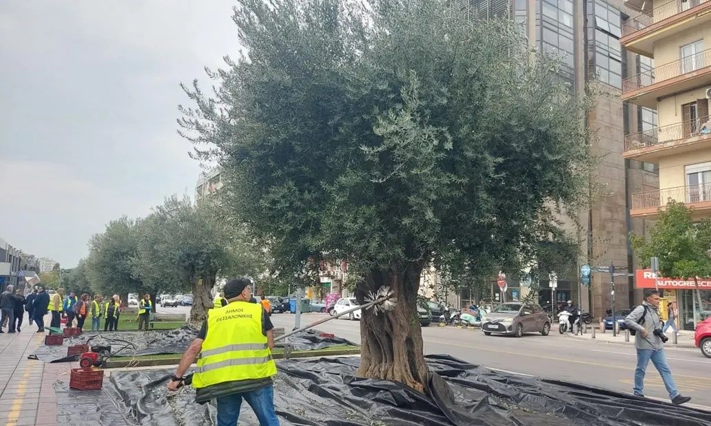 Θεσσαλονίκη: Ξεκίνησε η συγκομιδή των ελιών από τα δέντρα του Δήμου – Δείτε βίντεο