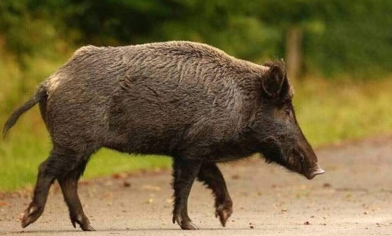 Αγριογούρουνο πίσω από το θανατηφόρο τροχαίο στην Παραμυθιά