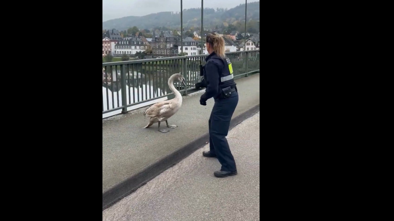 Η γερμανική αστυνομία «συλλαμβάνει» κύκνο και το βίντεο γίνεται viral