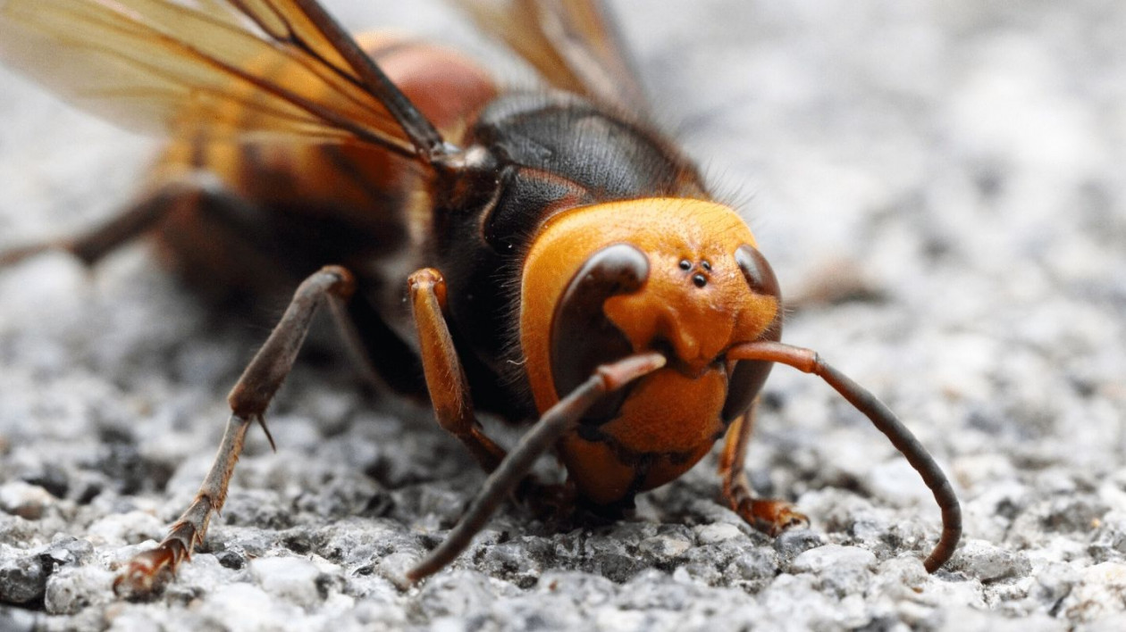 Πατέρας και γιος από τις ΗΠΑ πέθαναν ύστερα από επίθεση σμήνους «σφηκών – δολοφόνων»