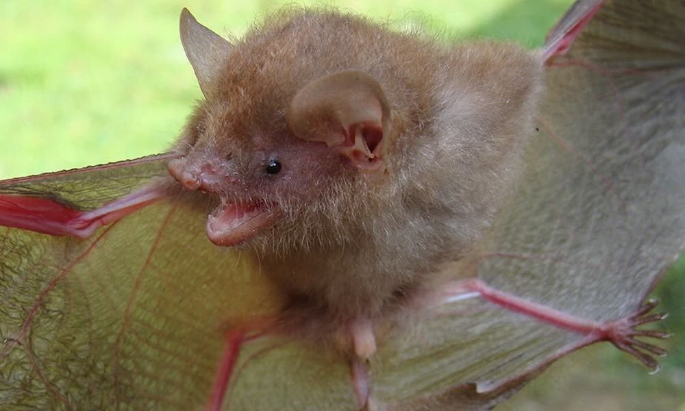 Φιλιππίνες: Επιστήμονες ανακάλυψαν έξι νέα είδη νυχτεριδών