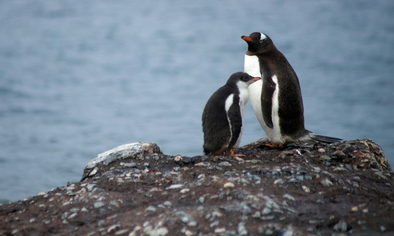 Βοστώνη: Το νησί που μετατράπηκε στο πρώτο γηροκομείο πιγκουίνων
