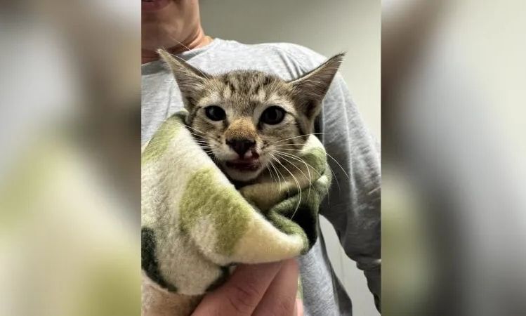 Πυροσβέστες έσωσαν γατάκι που είχε παγιδευτεί σε κινητήρα αυτοκινήτου