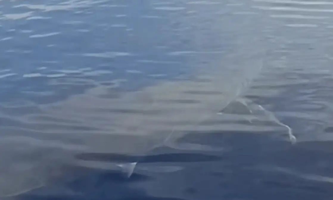 Βίντεο με λευκό καρχαρία στην Κάρπαθο ανέβασε στο TikTok ψαράς στην Κάρπαθο