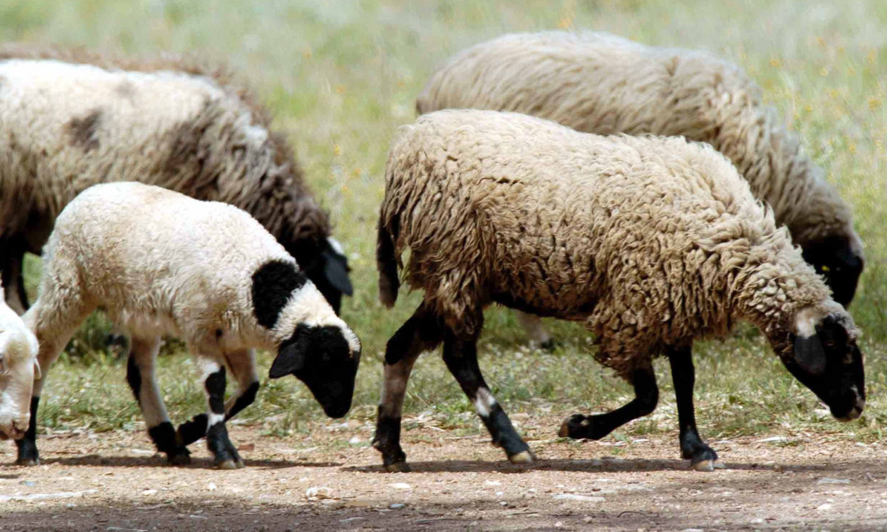 Λασίθι: Προφυλακιστέοι πατέρας και οι δύο γιοι του για ζωοκλοπή 850 ζώων