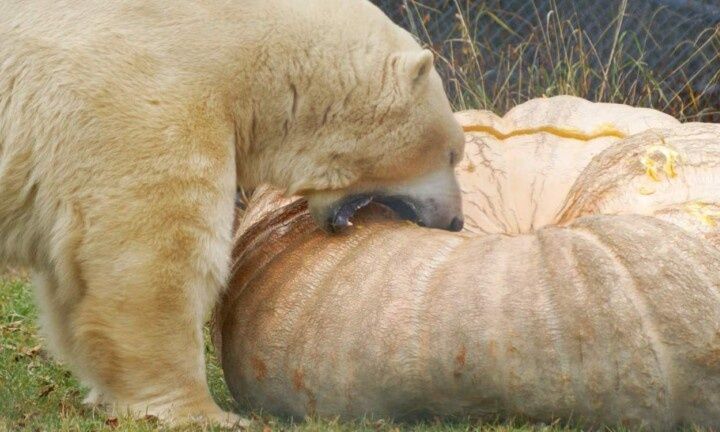 Καναδάς: Πολική αρκούδα έφαγε κολοκύθα που ζυγίζει περισσότερα κιλά από την ίδια – Δείτε φωτογραφίες