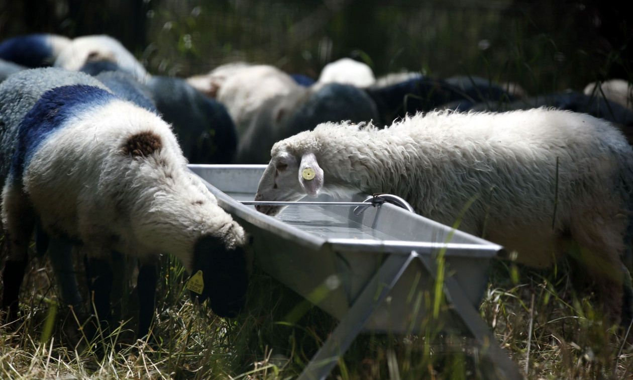 Ανησυχία και πίεση στην κτηνοτροφία – Νέες εστίες ευλογιάς στην Ηλεία