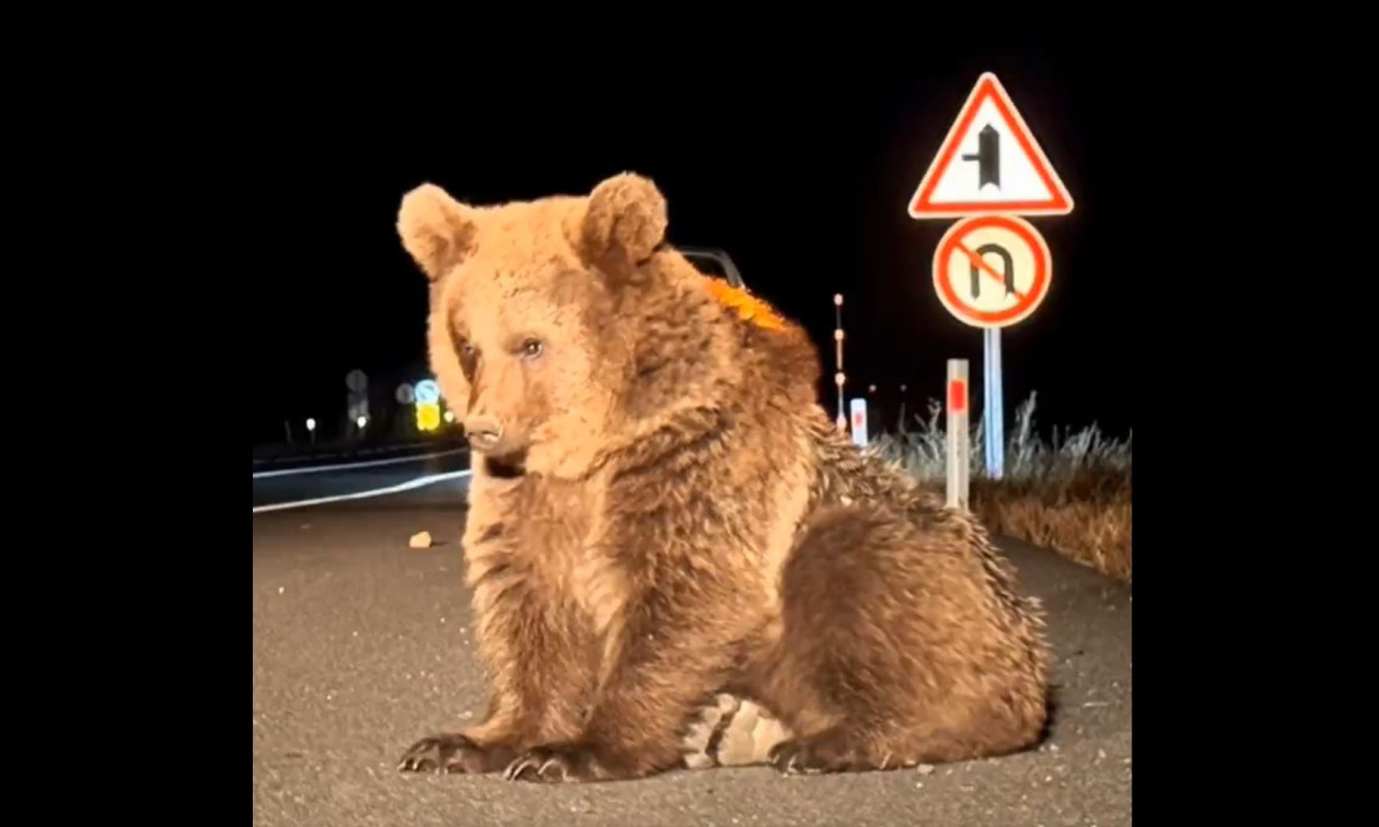Τουρκία: Αγέλη αδέσποτων σκύλων επιτέθηκε και τραυμάτισε αρκούδα στην πόλη Καρς