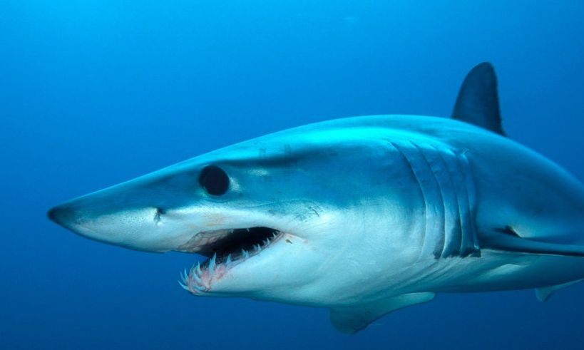 Κάρπαθος: «Φουρτούνες» στις περιβαλλοντικές οργανώσεις για το είδος του καρχαρία – Έντονη διαφωνία
