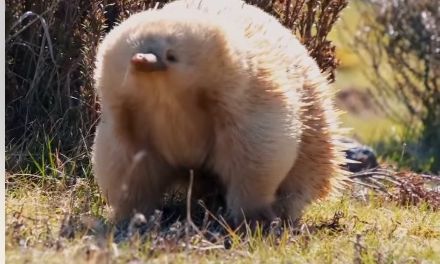 Εντοπίστηκε σπάνιος αλμπίνος μυρμηγκοφάγος στην Τασμανία – «Ήταν σαν να βρήκα πόκεμον»