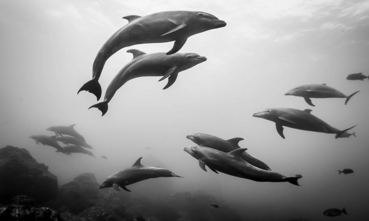 Νεκρά 150 δελφίνια σε λίμνη της Βραζιλίας – Η θερμοκρασία νερού ξεπέρασε τους 40 βαθμούς