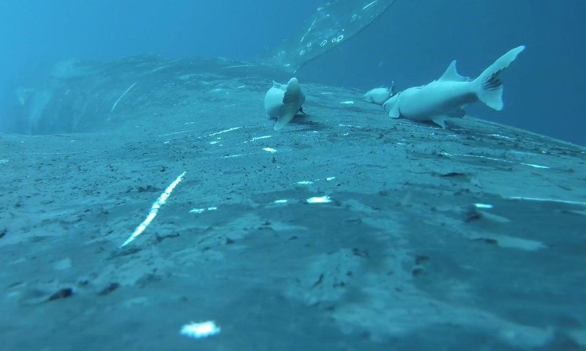 Η πιο τρελή βόλτα: Ψάρια – βεντούζες κάνουν «σερ» στην πλάτη φαλαινών – Σπάνιο βίντεο