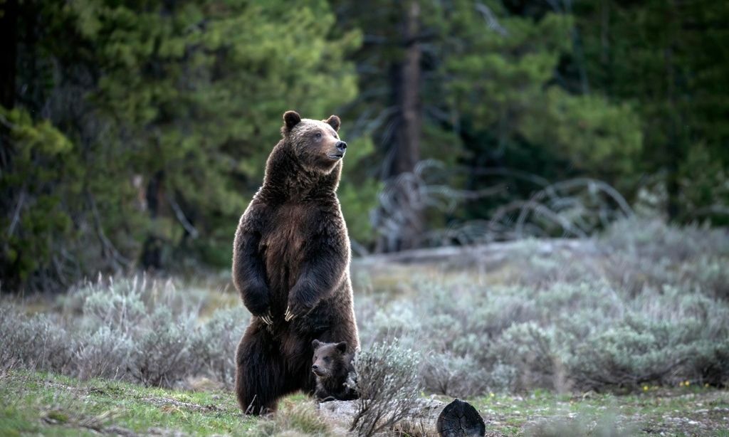 Πώς ξέφυγα από τη μανία αρκούδας γκρίζλι – Νόμιζε ότι ήμουν νεκρός και με φύλαγε για «σνακ»