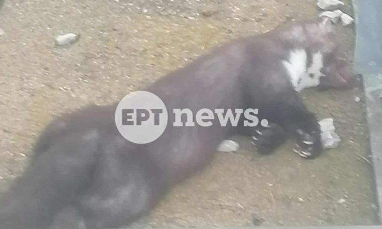 Καστοριά: Ένα πετροκούναβο προκάλεσε blackout στο μισό νομό