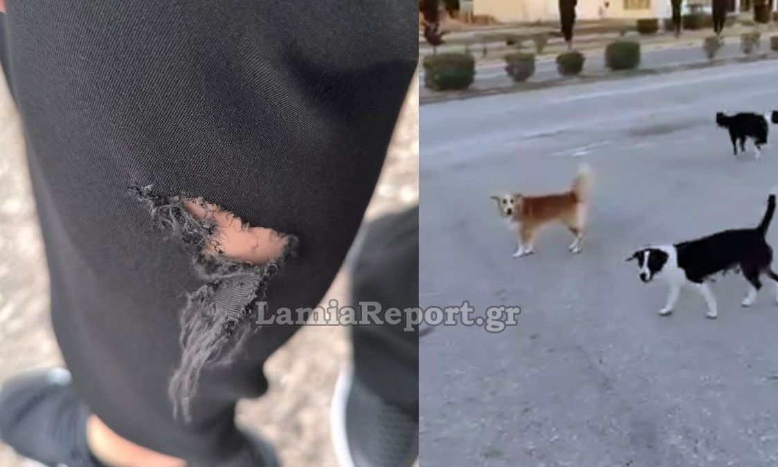 Λαμία: Αγέλη σκύλων σκορπίζει τον τρόμο στην είσοδο της πόλης – Δάγκωσαν περαστικό