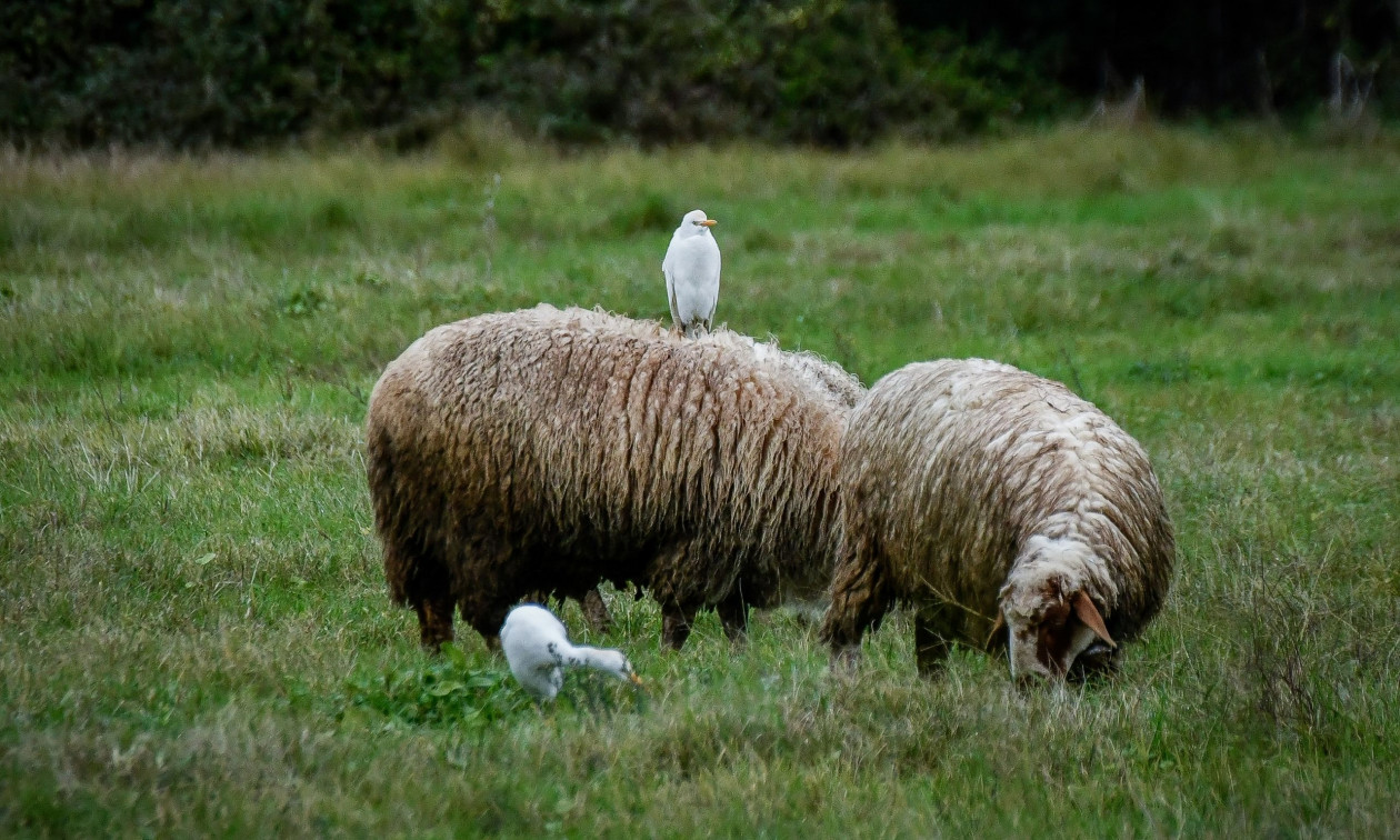 Λασίθι: Πρόστιμο – μαμούθ σε κτηνοτρόφο για ζημιές από ανεπιτήρητα ζώα