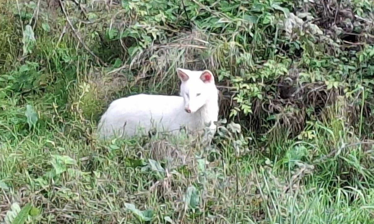 Σπάνιο λευκό τσακάλι εντοπίστηκε στην Τριφυλία της Μεσσηνίας – Δείτε εικόνα