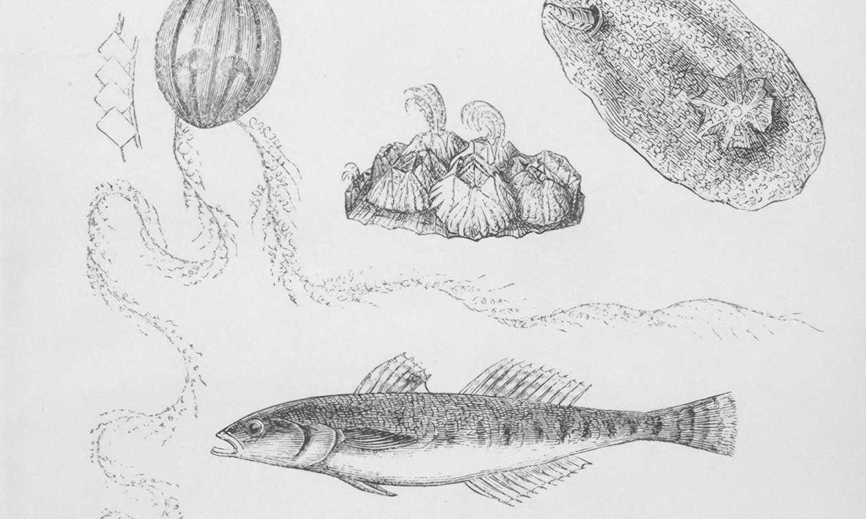 Ξενικά είδη απειλούν τα ελληνικά νερά: Τι δείχνει νέα θαλάσσια έρευνα για Ευβοϊκό – Μαλιακό