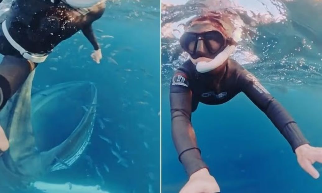 Νορβηγία: Φάλαινα προσπάθησε να καταπιεί δύτρια – «Ω, Θεέ μου»