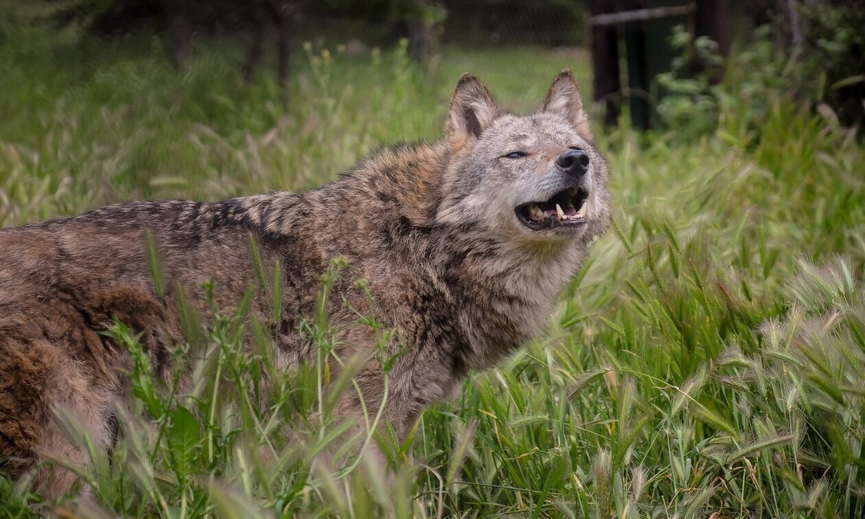 Αναφορές για εμφάνιση λύκου σε Πετρούπολη και Άνω Λιόσια – Προειδοποίηση ότι το ζώο είναι πεινασμένο
