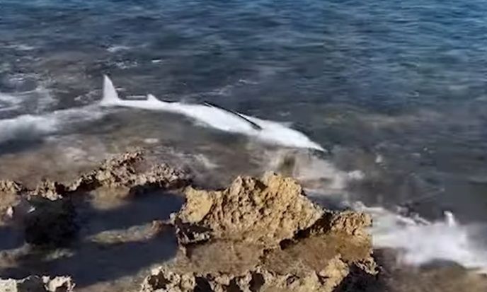 Σοκ στα Χανιά: Καρχαριοειδές ξεβράστηκε στην ακτή του Σταυρού
