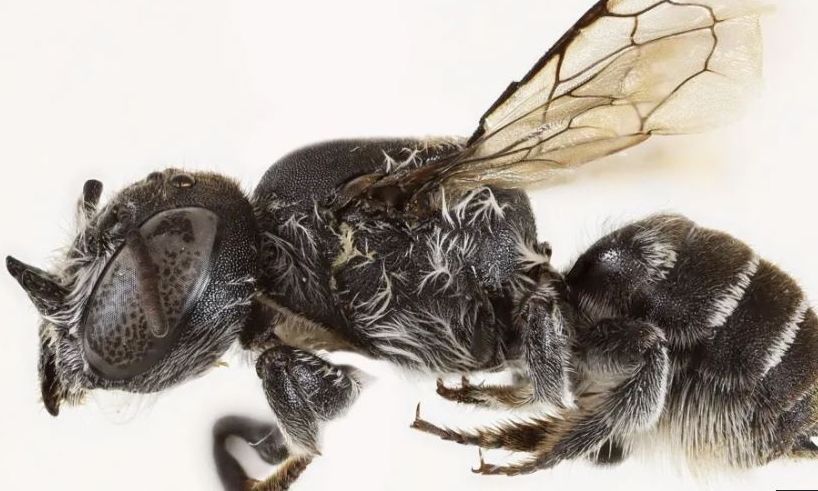 Aυστραλία: Aνακαλύφθηκε νέο είδος μέλισσας «Λούσιφερ» – Έχει μικροσκοπικά κέρατα… διαβόλου