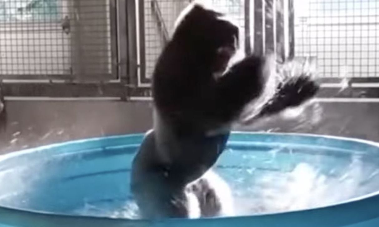 HΠΑ: Πέθανε ο διάσημος γορίλας Zola – Ο viral χορός του και η λατρεία για τη… Γουίτνεϊ Χιούστον